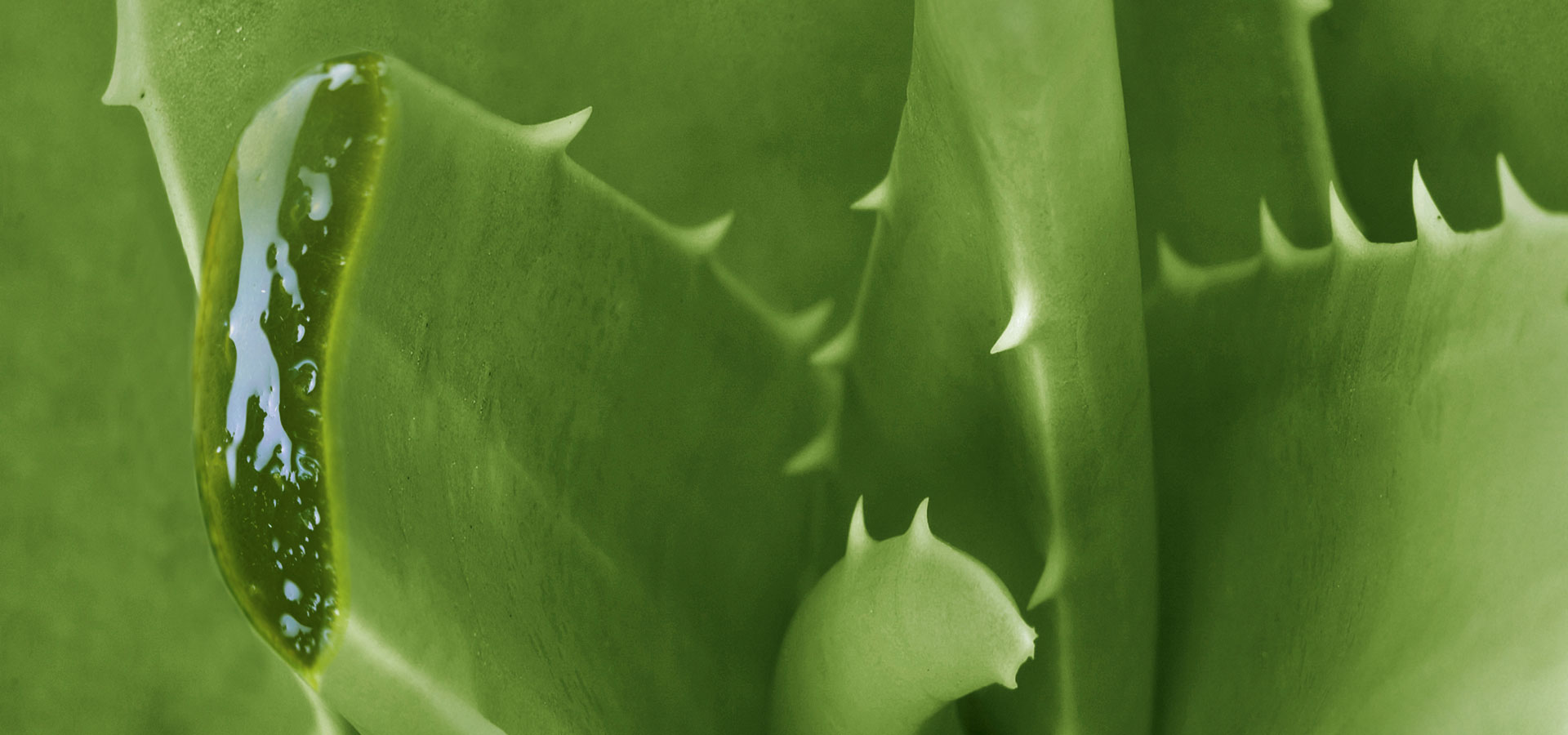 Aloe vera | BioCer
